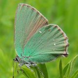 Малинница обыкновенная — Callophrys rubi (Linnaeus, 1758)