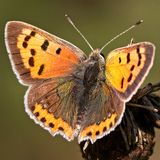 Многоглазка пятнистая / Lycaena phlaeas (Linnaeus, 1758)