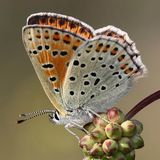 Многоглазка Титир / Lycaena tityrus (Poda, 1761)