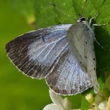 Голубянка весенняя / Celastrina argiolus (Linnaeus, 1758)