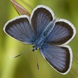 Голубянка Аргус / Plebejus argus (Linnaeus, 1758)