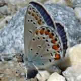 Голубянка Пилаон / Plebejus pylaon (Fischer de Waldheim, 1832)