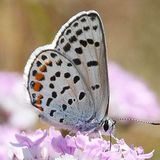 Голубянка циановая / Plebejus cyane (Eversmann, 1837)