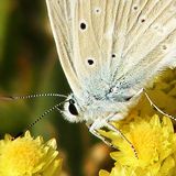 Голубянка Дафнис / Polyommatus daphnis (Denis & Schiffermuller, 1775)