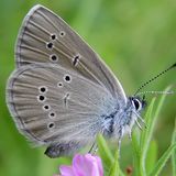 Голубянка лесная — Cyaniris semiargus (Rottemburg, 1775)