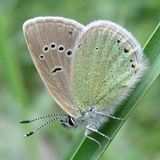 Голубянка небесная / Polyommatus coelestinus (Eversmann, 1843)