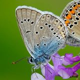 Голубянка Аманда / Polyommatus amandus (Schneider, 1792)