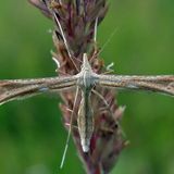 Пальцекрылка волжская / Pterophorus volgensis (Moschler, 1862)