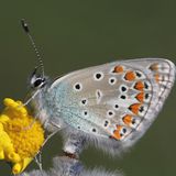 Голубянка Терсит — Polyommatus thersites (Cantener, 1834)