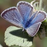 Голубянка Буадюваля — Polyommatus boisduvalii (Herrich-Schaffer, 1844)