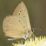 Голубянка Рипперта — Polyommatus ripartii (Freyer, 1830)