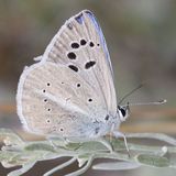 Голубянка Дамокл / Polyommatus damocles (Herrich-Schaffer, 1844)