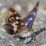 Вид: Переливница большая — Apatura iris (Linnaeus, 1758)