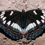 Ленточник тополевый — Limenitis populi (Linnaeus, 1758)