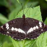 Ленточник Камилла / Limenitis Camilla (Linnaeus, 1764)