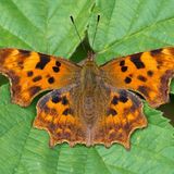 Углокрыльница c-белое — Polygonia c-album (Linnaeus, 1758)