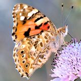 Репейница / Vanessa cardui (Linnaeus, 1758)