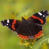 Адмирал / Vanessa atalanta (Linnaeus, 1758)