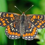 Шашечница Матурна — Euphydryas maturna (Linnaeus, 1758)