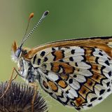 Шашечница Цинксия — Melitaea cinxia (Linnaeus, 1758)