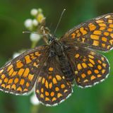 Шашечница Аврелия / Melitaea aurelia (Nickerl, 1850)