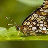 Шашечница черноватая — Melitaea diamina (Lang, 1789)