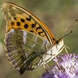 Вид: Перламутровка большая лесная — Argynnis paphia (Linnaeus, 1758)