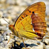 Перламутровка Лаодика — Argynnis laodice (Pallas, 1771)