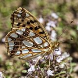 Перламутровка полевая — Issoria lathonia (Linnaeus, 1758)