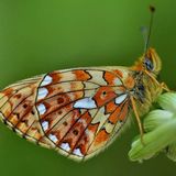 Перламутровка Эфросина / Boloria euphrosyne (Linnaeus, 1758)