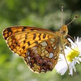 Перламутровка селена восточная — Boloria selenis (Eversmann, 1837)