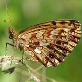 Перламутровка Дия / Boloria dia (Linnaeus, 1767)