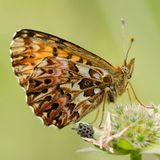 Перламутровка красивая — Boloria titania (Esper, 1793)