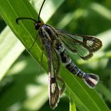 Стеклянница молочайная — Chamaesphecia astatiformis (Herrich-Schaffer, 1846)