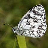 Меланаргия Галатея / Melanargia galathea (Linnaeus, 1758)