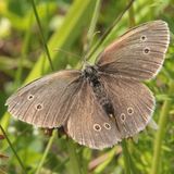 Глазок цветочный / Aphantopus hyperantus (Linnaeus, 1758)