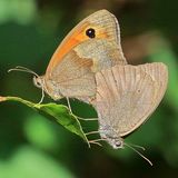 Глазок воловий — Maniola jurtina (Linnaeus, 1758)