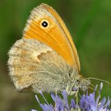 Сенница обыкновенная / Coenonympha pamphilus (Linnaeus, 1758)