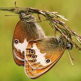 Сенница Аркания — Coenonympha arcania (Linnaeus, 1761)