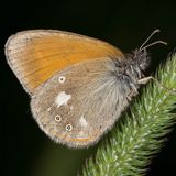 Сенница Глицерион — Coenonympha glycerion (Borkhausen, 1788)