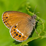 Сенница Геро — Coenonympha hero (Linnaeus, 1761)