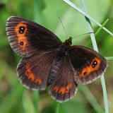 Вид: Чернушка Лигея — Erebia ligea (Linnaeus, 1758)