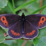 Чернушка Эфиоп — Erebia aethiops (Esper, 1777)