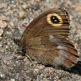 Чернушка циклоп — Erebia cyclopia (Eversmann, 1844)