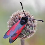 Пестрянка пурпурная / Zygaena purpuralis (Brunnich, 1763)