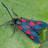 Пестрянка луговая — Zygaena lonicerae (Scheven, 1777)