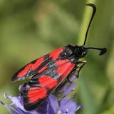 Пестрянка понтийская — Zygaena sedi (Fabricius, 1787)