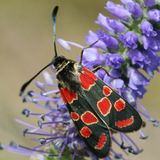 Пестрянка глазчатая — Zygaena carniolica (Scopoli, 1763)