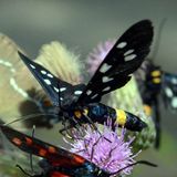 Пестрянка изменчивая — Zygaena ephialtes (Linnaeus, 1758)