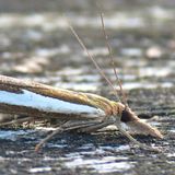 Огнёвка-травянка песчаная / Crambus hamella (Thunberg, 1788)